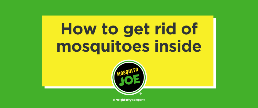 Lime green box with Mosquito Joe logo and text that says how to get rid of mosquitoes inside